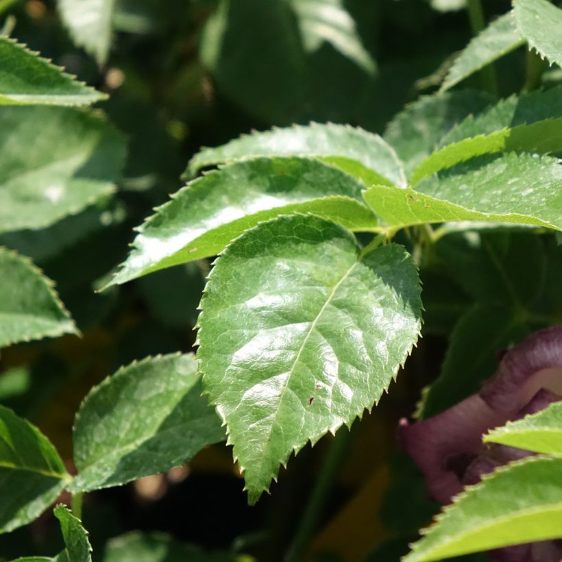 Rosier nain Lemon Fizz (Foliage)