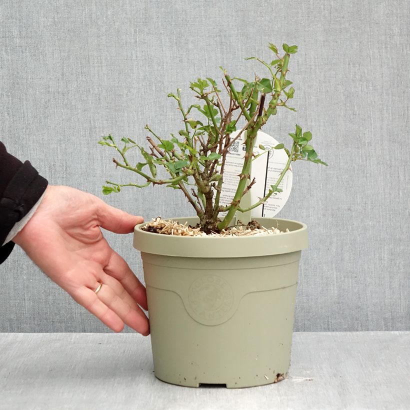 Spécimen de Rosier nain Lilliputs Mandarin Pot de 1,5L/2L tel que livré en automne