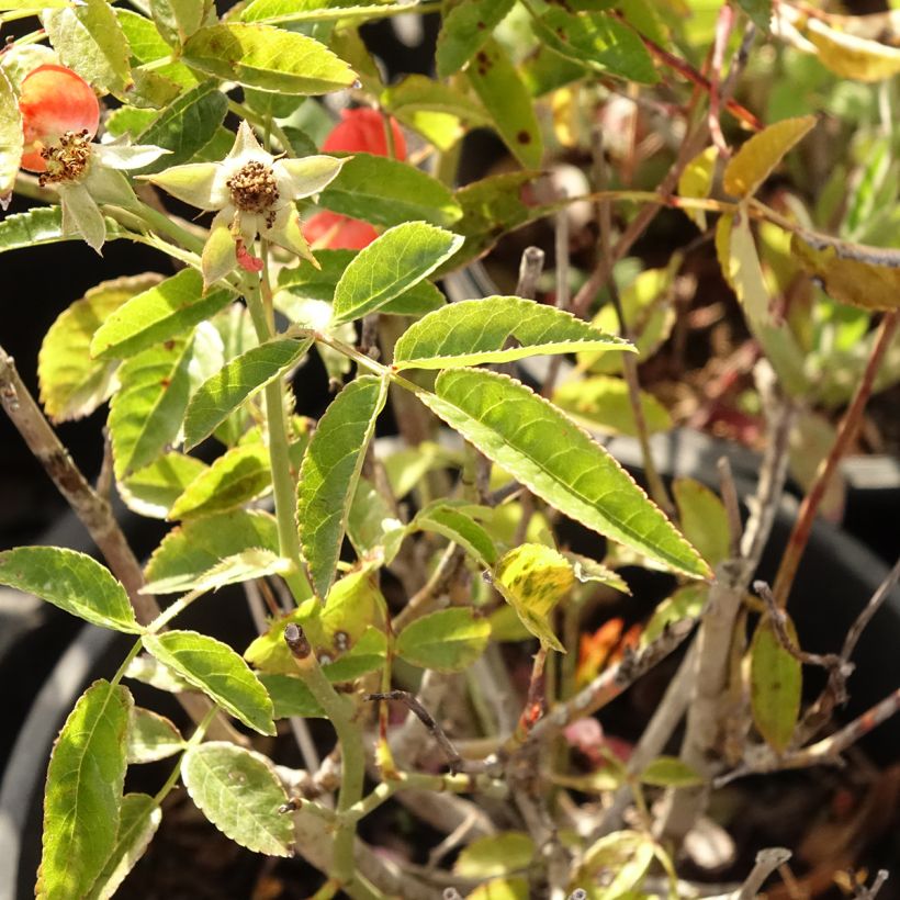 Rosier nain ou miniature Fête des Pères  (Feuillage)