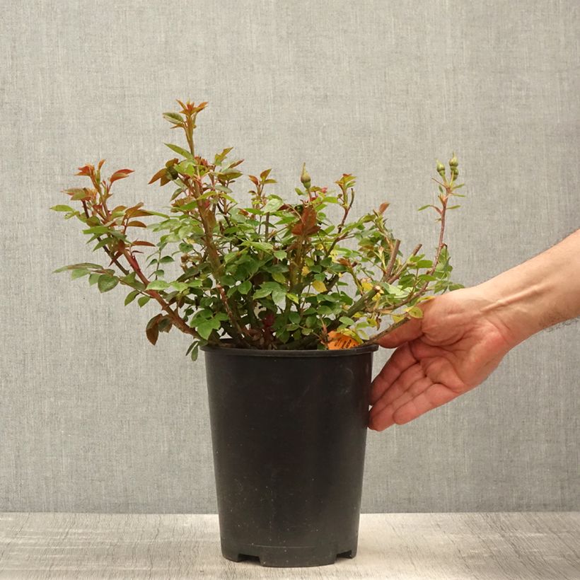 Spécimen de Rosier nain ou miniature Meillandina Lavender®  Pot de 4L/5L tel que livré au printemps