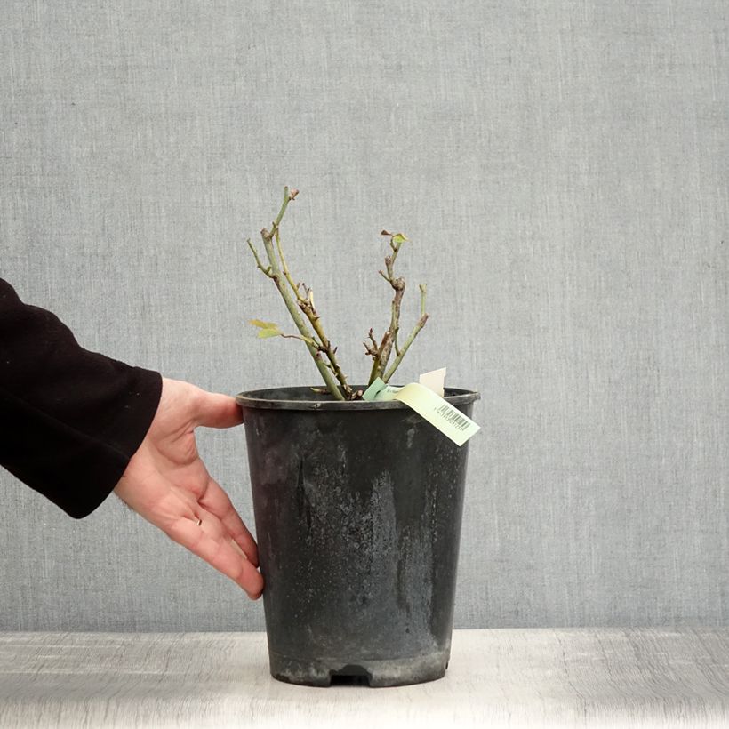 Example of Rosier Princesse de Galles  Pot de 3L/4L as you get in hiver