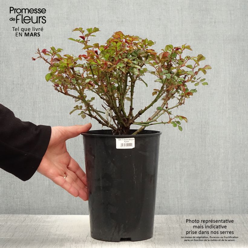 Example of Rosier nain Sweet Babylon Eyes Pot de 4L/5L as you get in printemps