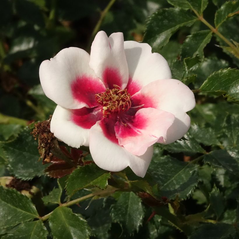 Rosier nain Sweet Babylon Eyes (Floraison)