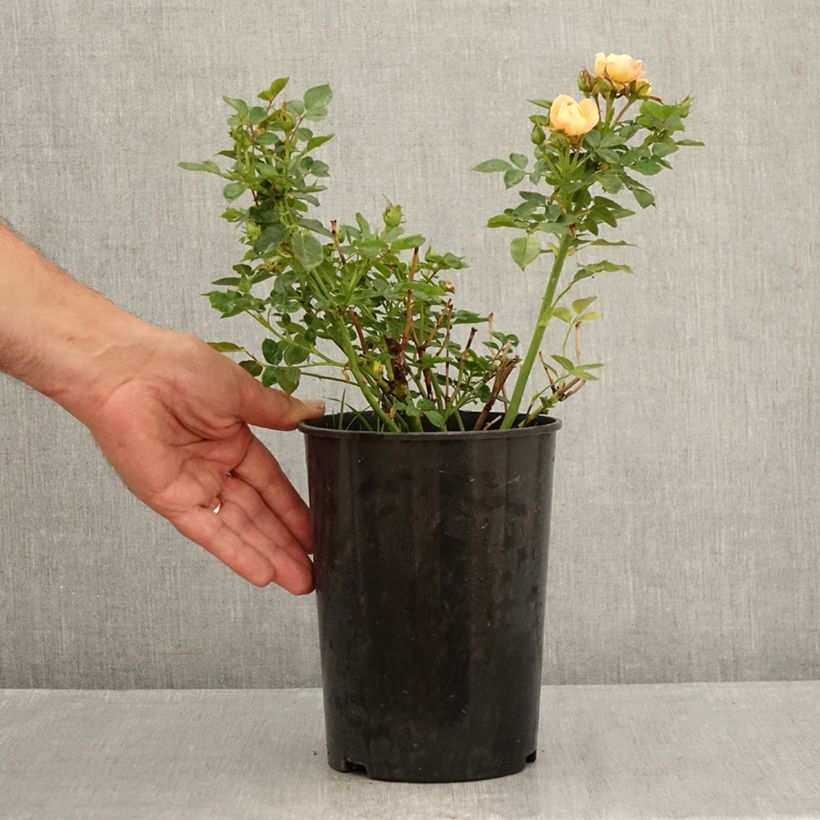 Spécimen de Rosier nain Sweet Dream Pot de 3L/4L tel que livré en été