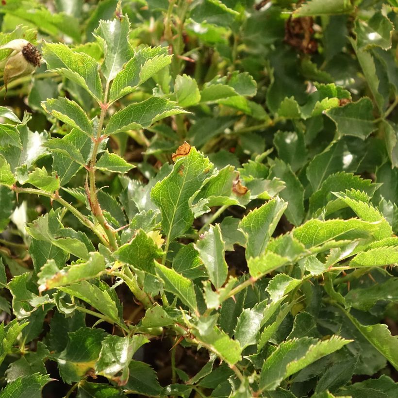 Rosier nain Trendy Babylon Eyes (Feuillage)