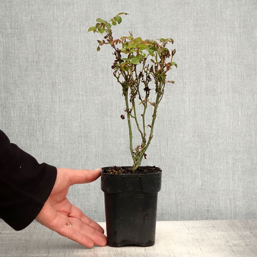 Example of Rosier nain Zepeti  Pot de 10 cm/11cm, Issu de bouture as you get in printemps