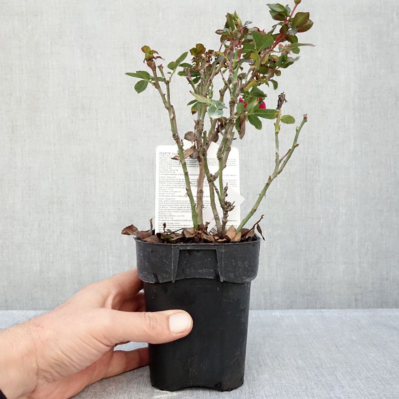 Spécimen de Rosier nain Zepeti  Pot de 10 cm/11cm, Issu de bouture tel que livré en automne