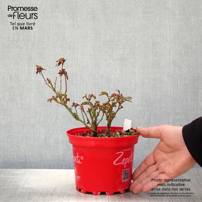 Example of Rosier nain Zepeti  Pot de 3L/4L as you get in printemps
