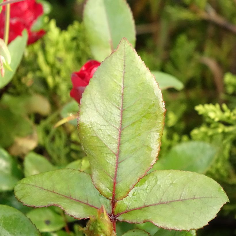 Rosier nain Zepeti  (Foliage)