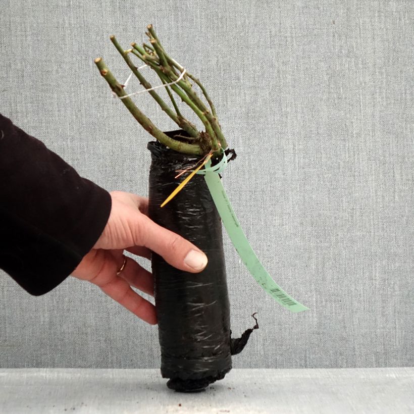 Spécimen de Rosier Nectar Garden Alexander von Humboldt Racines nues en motte tel que livré en hiver