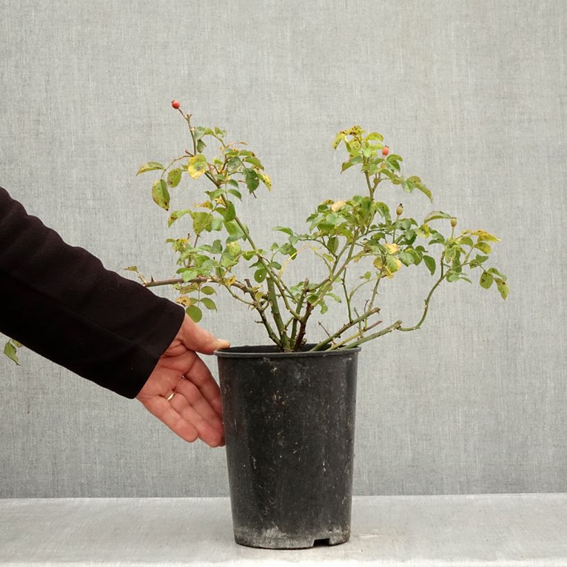 Spécimen de Rosier Nectar Garden Lilliput Lupo Pot de 3L/4L tel que livré en automne