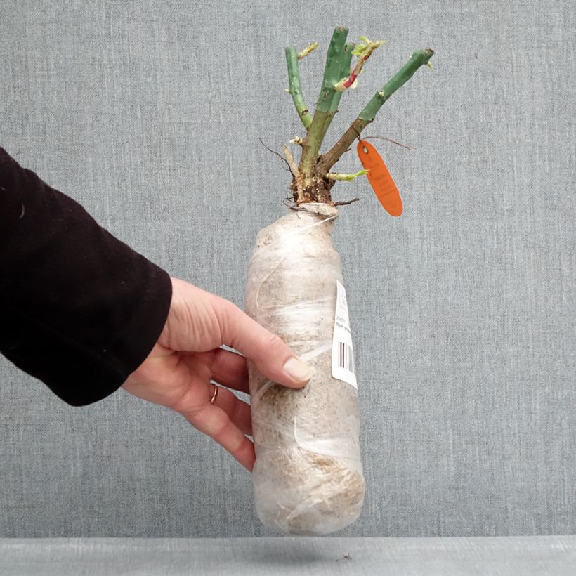 Example of Rosier Nectar Garden Lilliput Lupo Racines nues en motte as you get in hiver