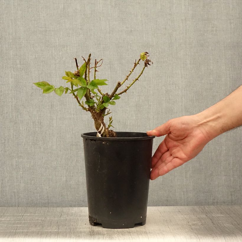 Example of Rosier Parfuma Madame Anisette / Mme de La Vallière  Pot de 4L/5L as you get in printemps