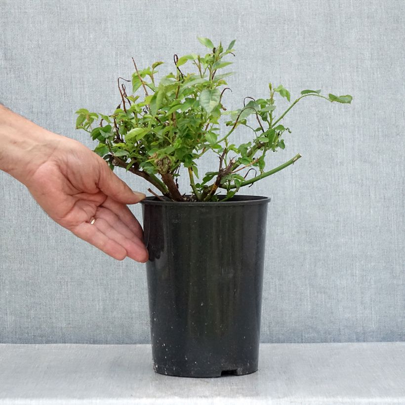 Example of Rosier Patio Rose Baby Iceberg Pot de 3L/4L as you get in ete