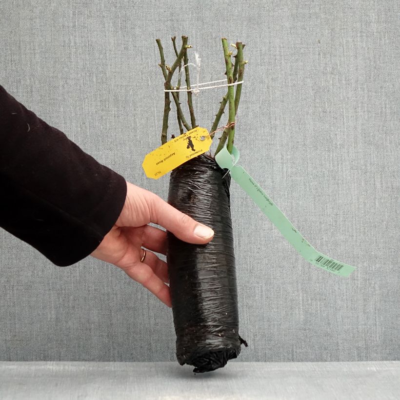 Example of Rosier Patio Rose Baby Iceberg Racines nues en motte as you get in hiver