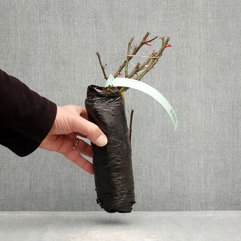 Example of Rosier Patio Rose Impala Racines nues en motte as you get in hiver