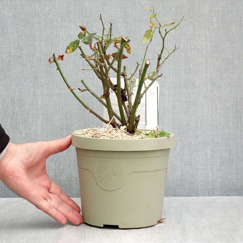 Spécimen de Rosier Patio Rose Milano Pot de 1,5L/2L tel que livré en automne