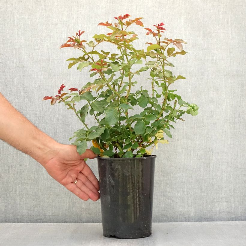 Spécimen de Rosier Patio Rose Xenia Pot de 3L/4L tel que livré en été