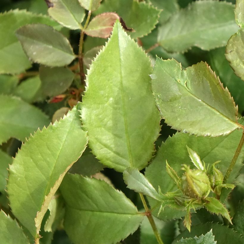 Rosier Patio Rose Xenia (Foliage)