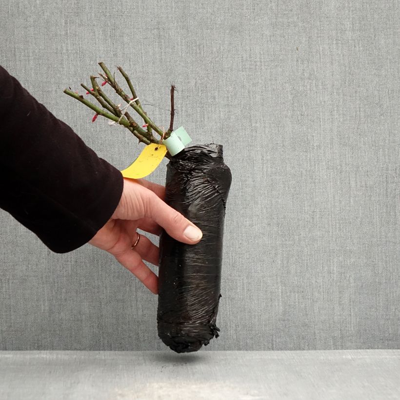 Example of Rosier Patio Rose Xenia Racines nues en motte as you get in hiver