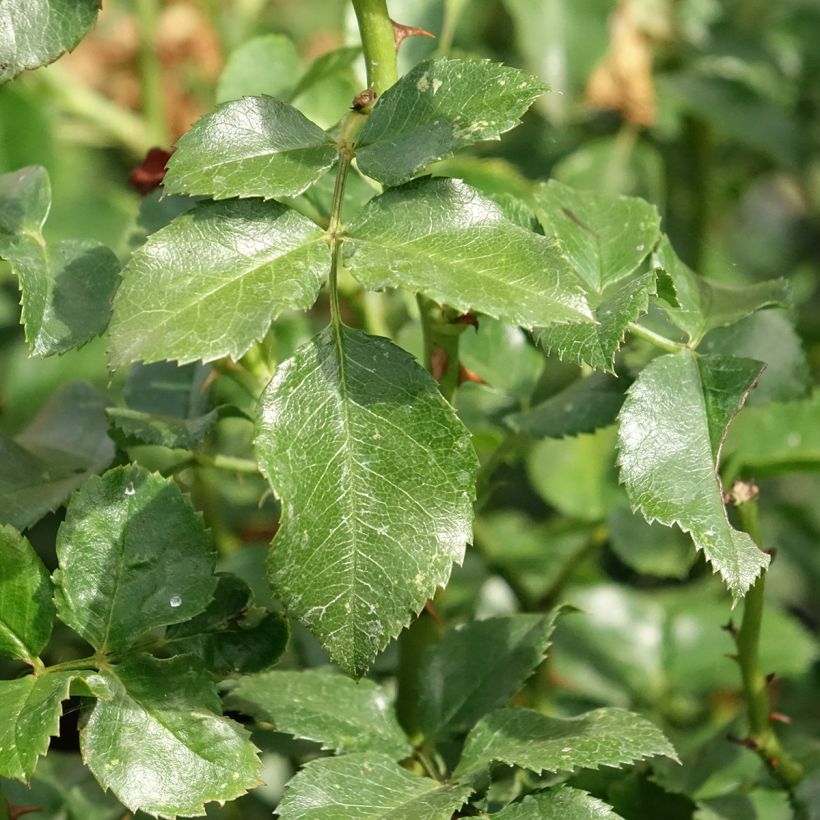 Rosier paysager couvre-sol Les Quatre Saisons (Foliage)