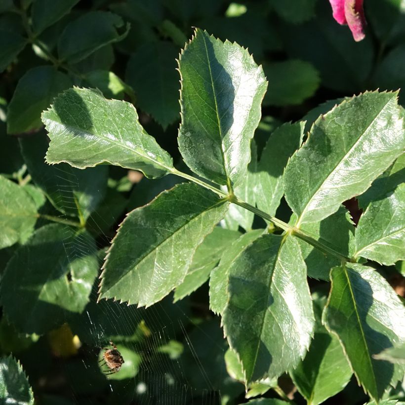 Rosier paysager Hello (Feuillage)