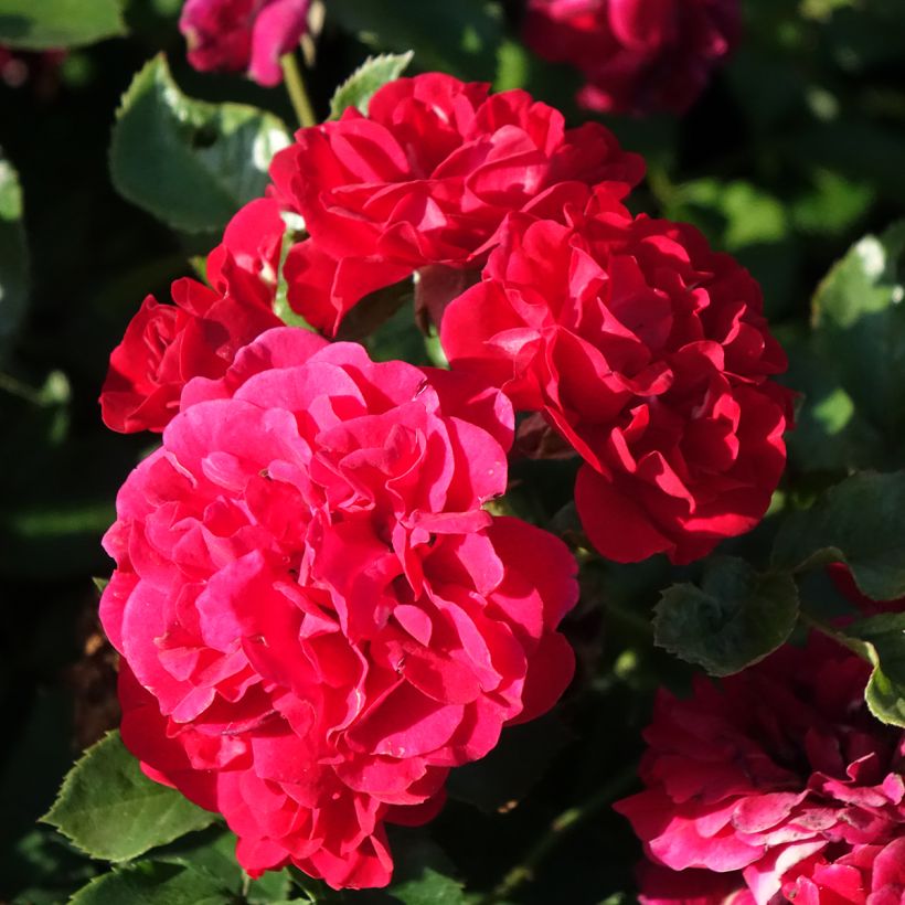 Rosier paysager Hello (Floraison)