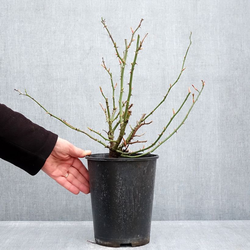 Spécimen de Rosier paysager Hello Pot de 4L/5L tel que livré en hiver