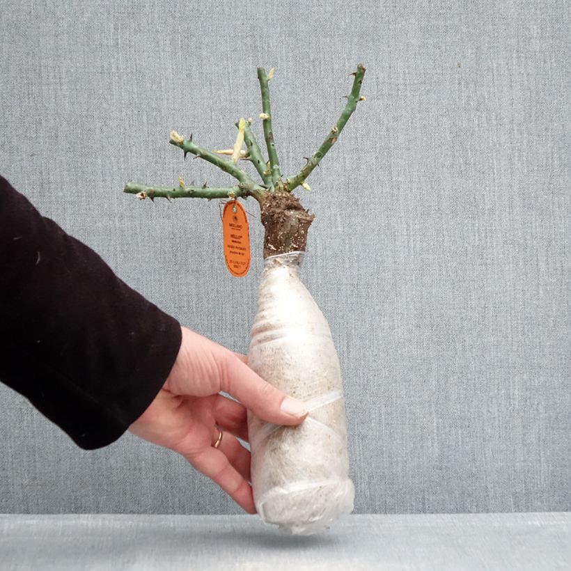 Spécimen de Rosier paysager Hello Racines nues en motte tel que livré en hiver