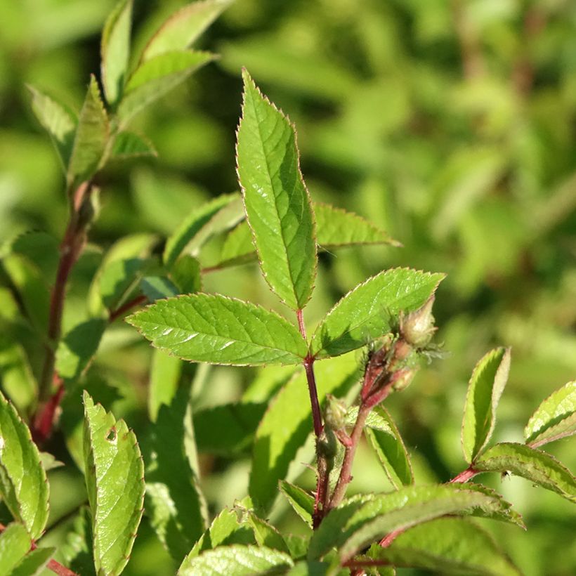 Rosier paysager Rosanatura Bicolore (Foliage)