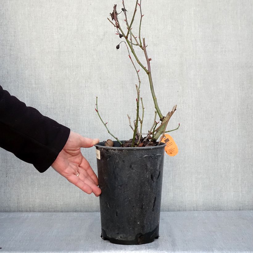 Example of Rosier paysager Street Colors Belle de Grasse  Pot de 4L/5L as you get in hiver