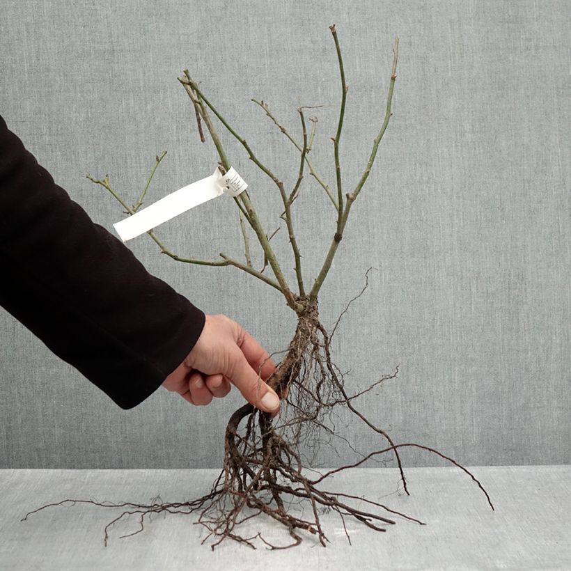 Example of Rosier paysager Street Colors Belle de Grasse  Racines nues as you get in hiver