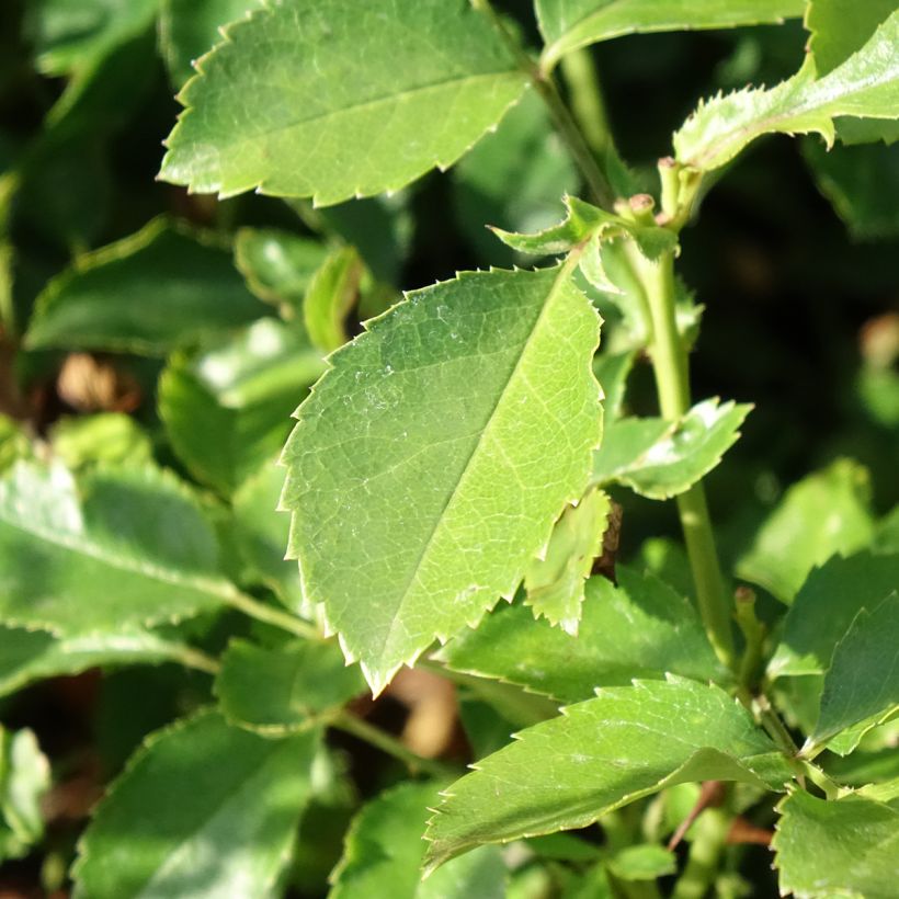 Rosier paysager Street Colors Champs Elysées  (Foliage)