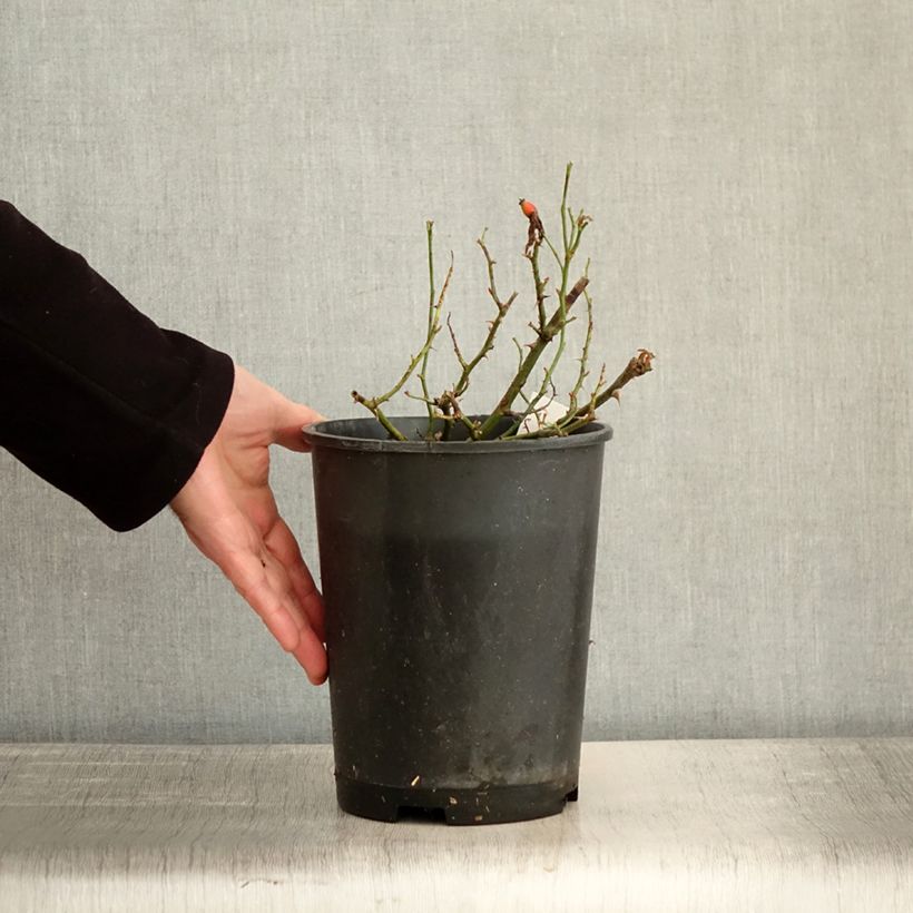 Example of Rosier paysager Street Colors Champs Elysées  Pot de 2L/3L as you get in hiver