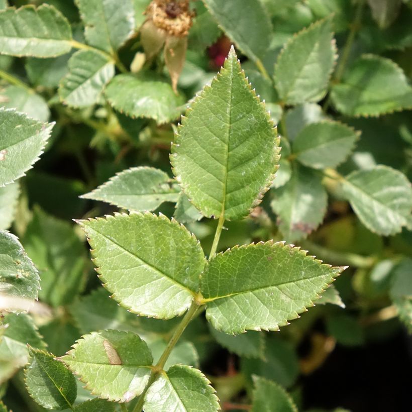 Rosier paysager Street Colors Jolie Provence Meilegase (Foliage)