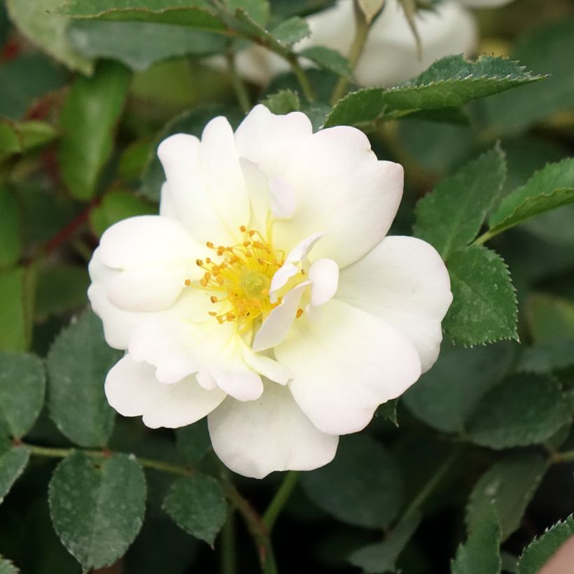 Rosier paysager Street Colors La Grande Motte Meimeigea (Flowering)