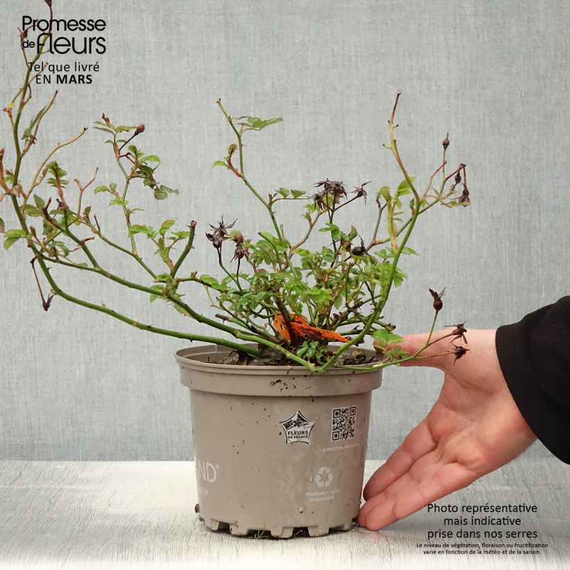 Example of Rosier paysager Street Colors La Grande Motte Meimeigea Pot de 2L/3L as you get in printemps