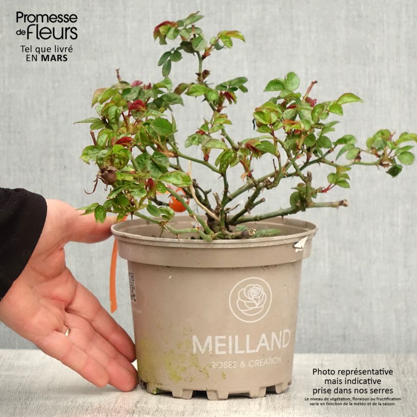 Example of Rosier paysager Street Colors Moulin Rouge Meitralight Pot de 4L/5L as you get in printemps