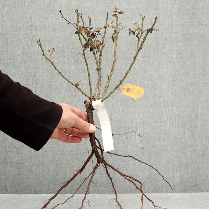 Example of Rosier paysager Street Colors Moulin Rouge Meitralight Racines nues as you get in hiver