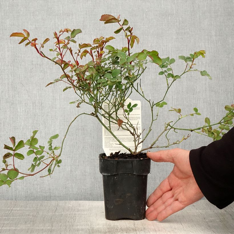 Example of Rosier paysager Street Colors Rêve de Paris Meilowmye Pot de 10 cm/11cm, Issu de bouture as you get in printemps