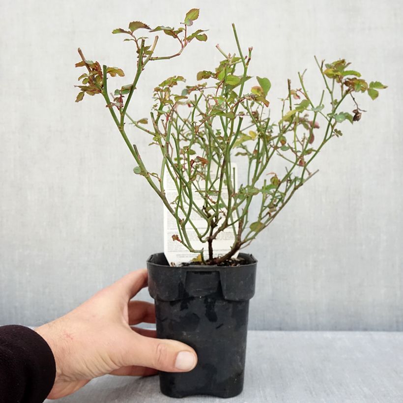 Spécimen de Rosier paysager Street Colors Rêve de Paris Meilowmye Pot de 10 cm/11cm, Issu de bouture tel que livré en automne
