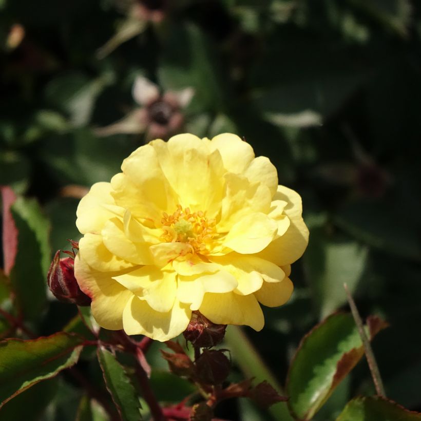 Rosier paysager Street Colors Rêve de Paris Meilowmye (Flowering)