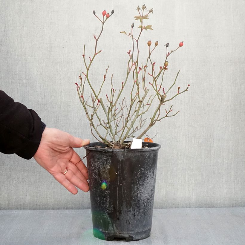 Example of Rosier paysager Street Colors Rêve de Paris Meilowmye Pot de 4L/5L as you get in hiver