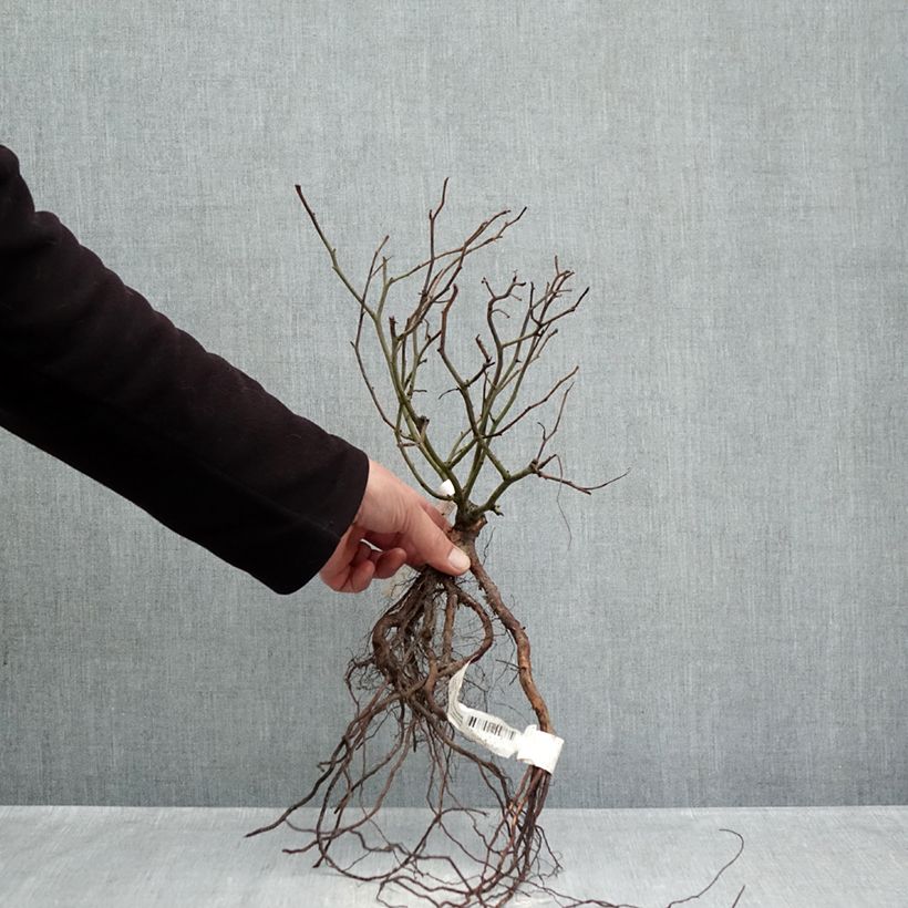 Example of Rosier paysager Street Colors Rêve de Paris Meilowmye Racines nues as you get in hiver