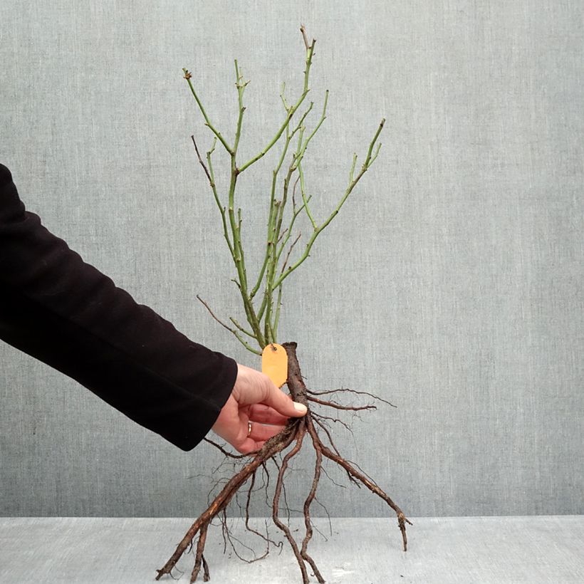 Example of Rosier polyantha Mona Lisa  Racines nues as you get in hiver