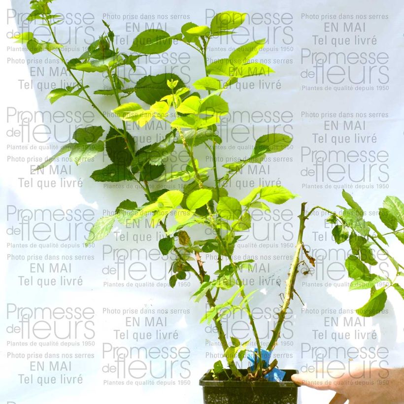 Exemple de spécimen de Rosier Generosa Reine Sammut Pot de 4L/5L tel que livré