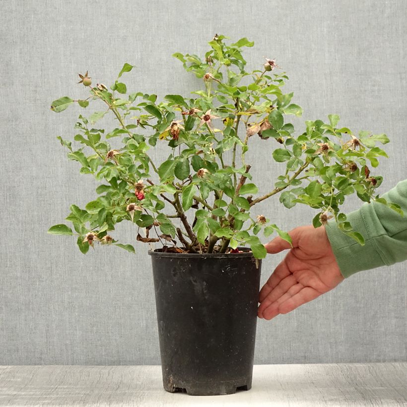 Spécimen de Rosier Rigo Rosen Caracho Pot de 3L/4L tel que livré en été