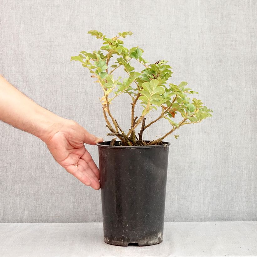 Spécimen de Rosier rugosa Frau Dagmar Hastrup Pot de 2L/3L, Qualité 2 branches tel que livré en été