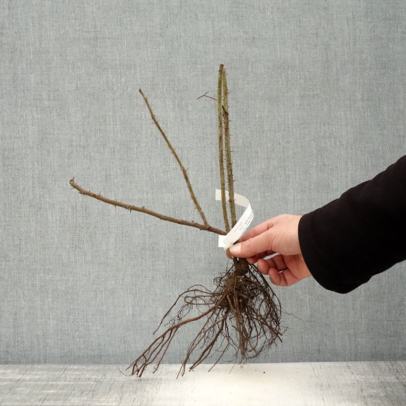 Example of Rosier rugosa Hansa Racines nues as you get in hiver