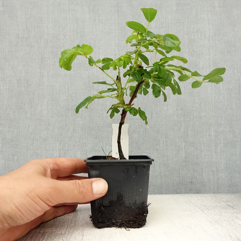 Example of Rosier rugosa Pompom Perfume Godet de 8/9 cm as you get in printemps